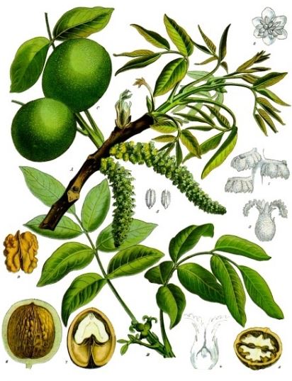 Flor del nogal