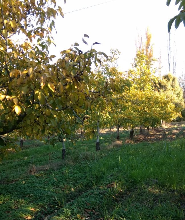 plantación de nogales